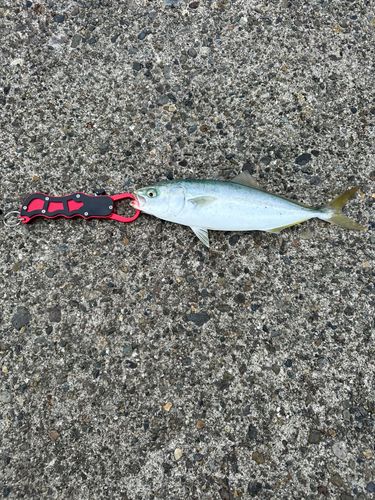 ワカシの釣果