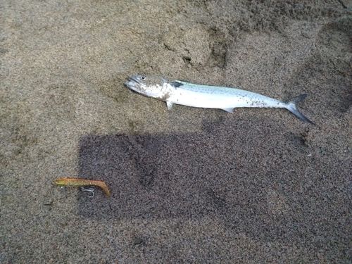 サゴシの釣果