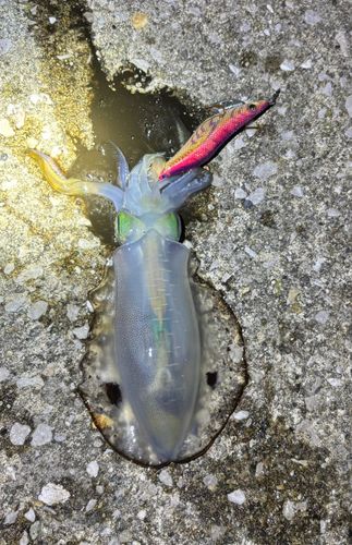 アオリイカの釣果