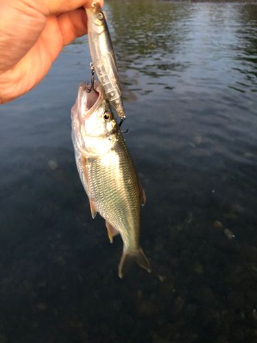 ハスの釣果