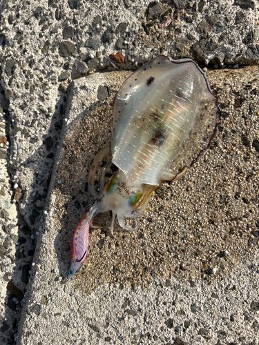 アオリイカの釣果