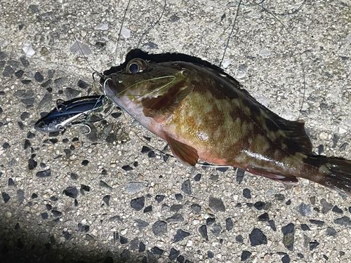 カサゴの釣果