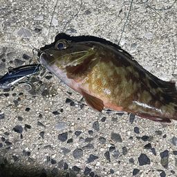 カサゴ