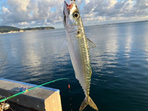 サバの釣果