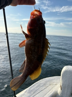 アコウの釣果