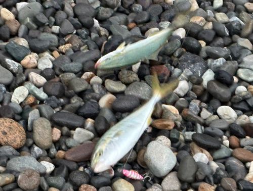 ワカシの釣果
