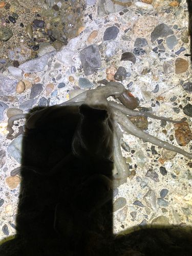タコの釣果