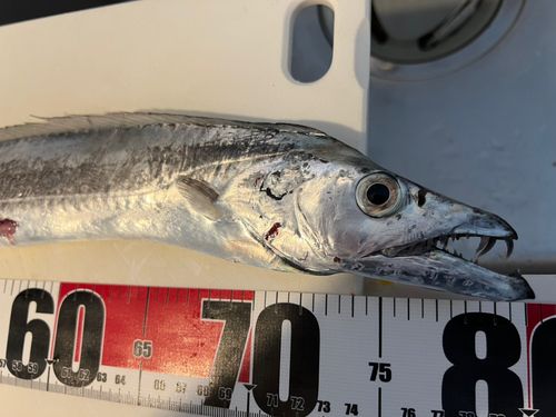 タチウオの釣果