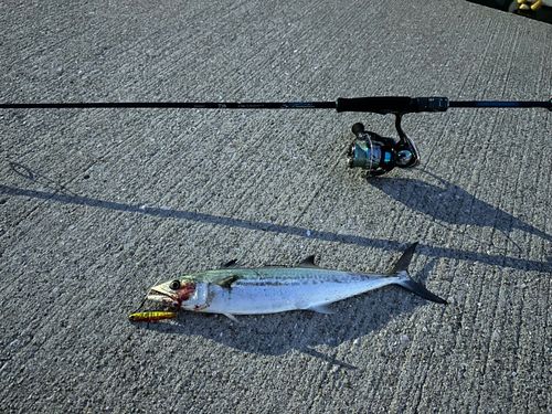 サゴシの釣果