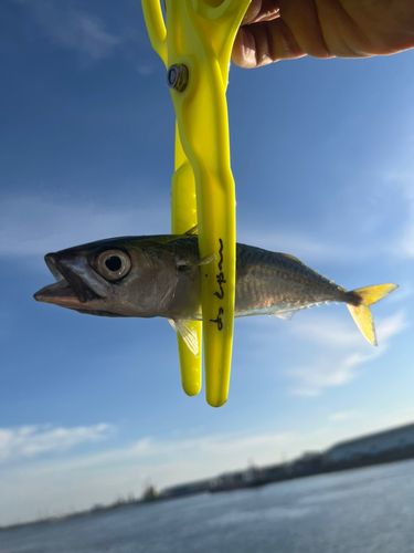 サバの釣果