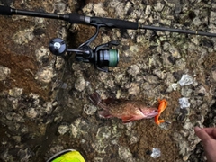 タケノコメバルの釣果