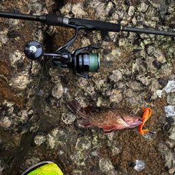 タケノコメバル