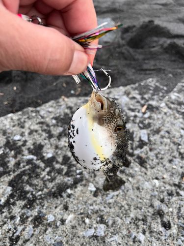 フグの釣果