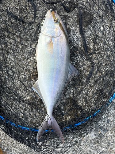 カンパチの釣果