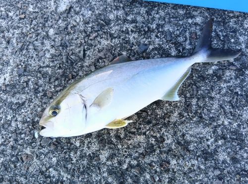 ネリゴの釣果