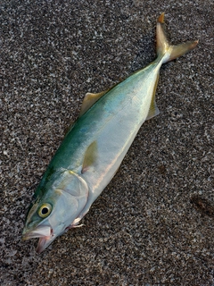ワカシの釣果