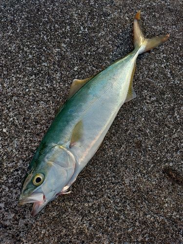 ワカシの釣果