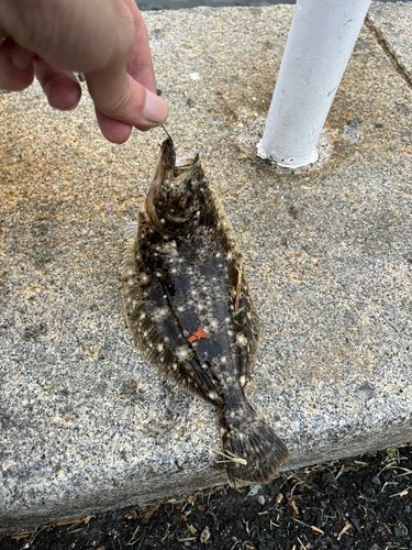 ソゲの釣果