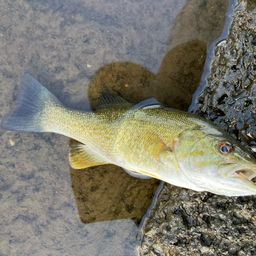 スモールマウスバス