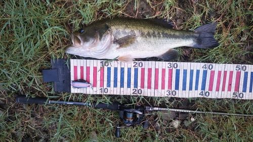 ブラックバスの釣果