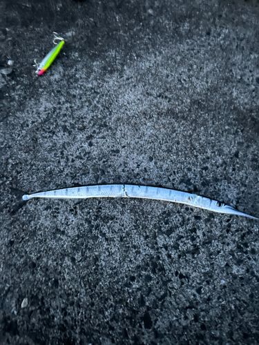 ダツの釣果