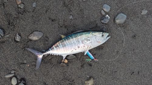 メジの釣果