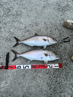 カンパチの釣果