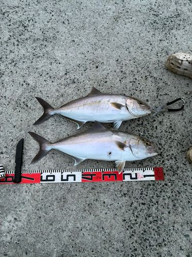 カンパチの釣果