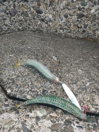 サバの釣果