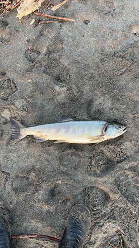 サケの釣果