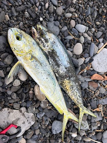シイラの釣果