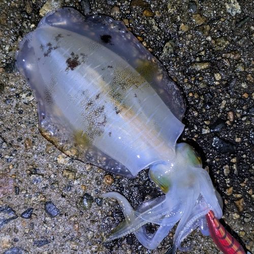 アオリイカの釣果