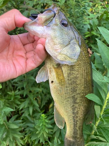 ラージマウスバスの釣果