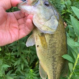 ラージマウスバス