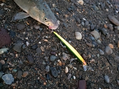 ウグイの釣果