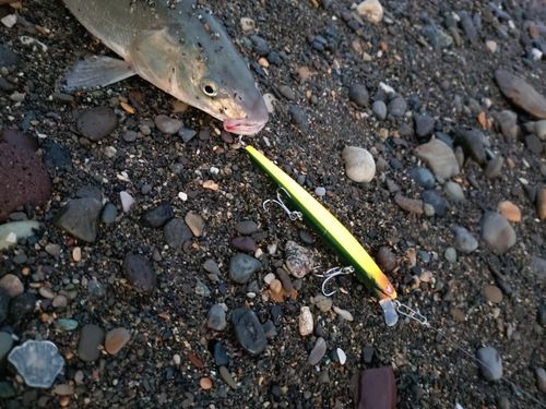 ウグイの釣果