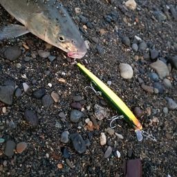 ウグイ