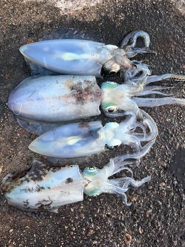 アオリイカの釣果