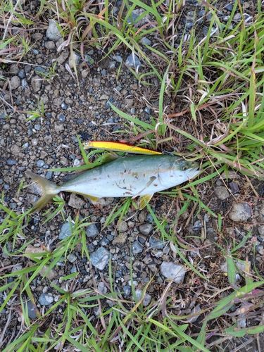 ツバスの釣果