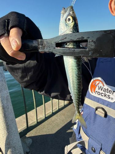 サバの釣果