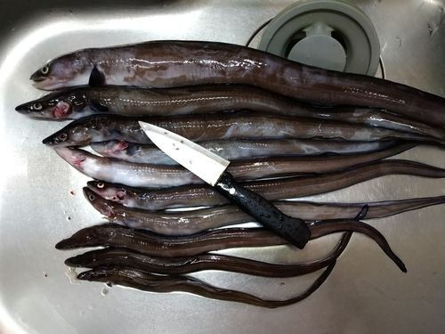 クロアナゴの釣果