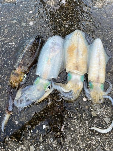 アオリイカの釣果