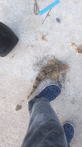 マゴチの釣果