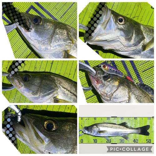 シーバスの釣果