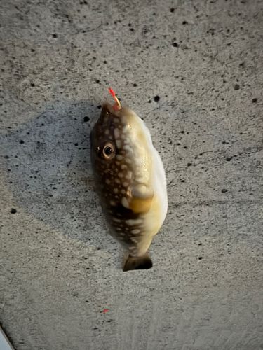 クサフグの釣果