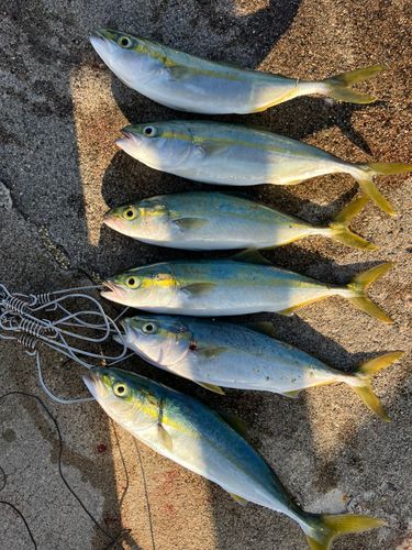 ツバイソの釣果