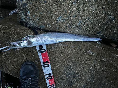 タチウオの釣果