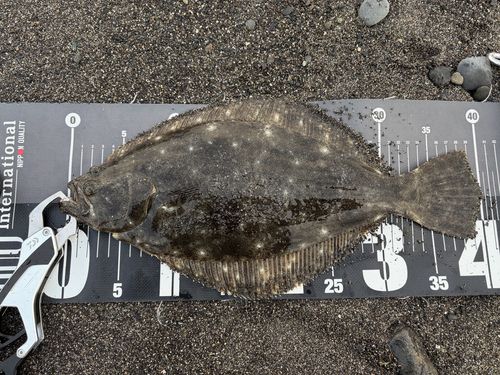 ヒラメの釣果