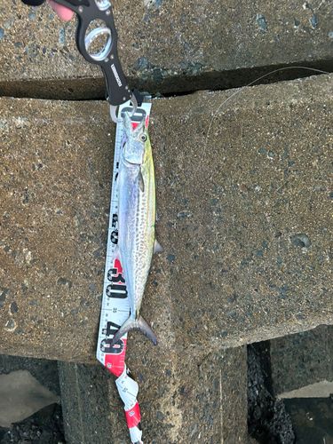 サゴシの釣果