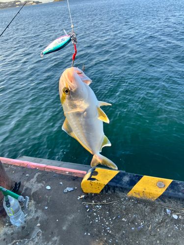 ショゴの釣果